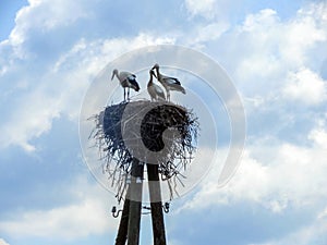 Storks in the nest on a pole