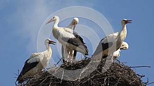 Storks Nest on a Pole, Birds Family Nesting, Flock of Storks in Sky, Nature View