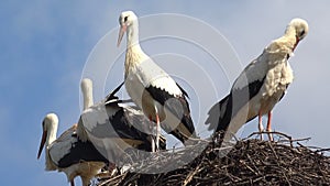 Storks Nest on a Pole, Birds Family Nesting, Flock of Storks in Sky, Nature View