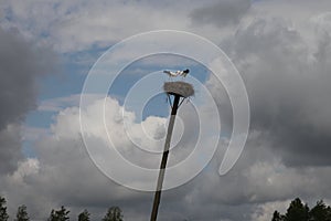 Storks in nest on pole, sky and clouds