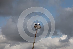 Storks in nest on pole, sky and clouds