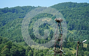 Storks nest on a pole in a village in the Carpathian Mountains.