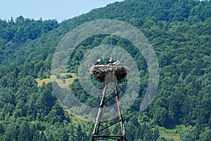 Storks nest on a pole in a village in the Carpathian Mountains.