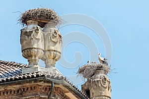 Storks nest in Racconigi Castle.