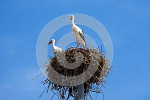 Storks on nest on sky background, couple of white birds stands at its home in summer