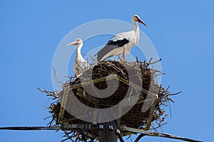 Storks in nest on special pole in city, couple of white birds in summer