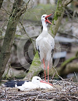 Storks in the nest