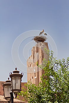 Storks on a nest on top of a wall under a blue solid sky in Marrakesh