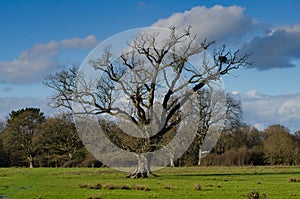 Storks nest in tree