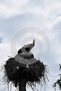 Storks nest. Two storks in a large nest on a pole.