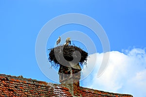 Storks in nest. Typical rural landscape and peasant houses in Dealu Frumos, Schoenberg, Transylvania, Romania photo