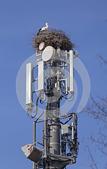 Storks nesting on cell tower