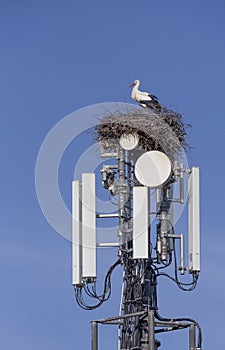 Storks nesting on cell tower