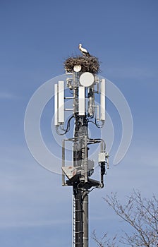 Storks nesting on cell tower