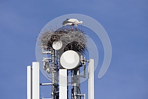 Storks nesting on cell tower