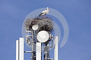 Storks nesting on cell tower