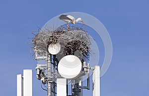 Storks nesting on cell tower