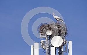 Storks nesting on cell tower