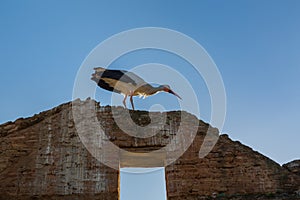 Storks nesting in Chellah sanctuary in Rabat, Morocco