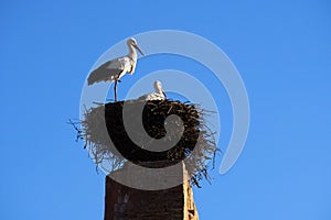 Storks nesting high up on a tower in Marrekech