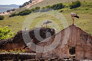 Cicogne nidificazione sul distrutto casa Marocco 