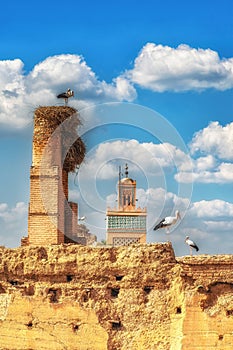 Storks nesting on the walls of the El Badi Palace, Marrakech