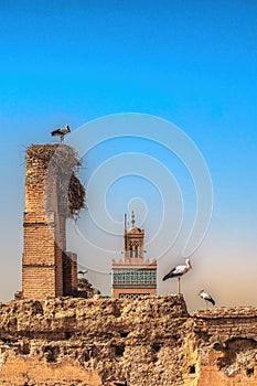 Storks nesting on the walls of the El Badi Palace, Marrakech