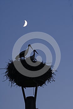 Storks at nightfall on their eyrie