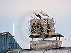 Storks pair in a high nest on the roof