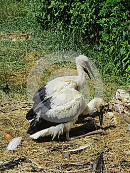 storks in the park at summer