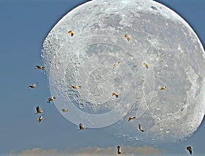 The storks pass in front of the moon