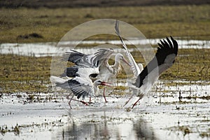 Storks play fighting