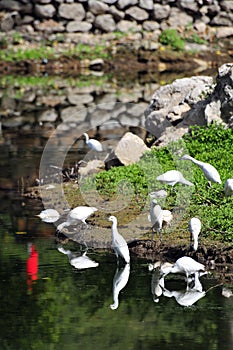 Storks by a river