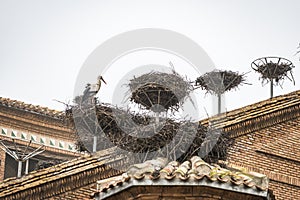 Storks on the roofs of a church.