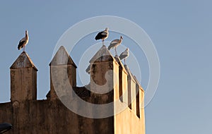 Storks roosting on the castellations of part of the Royal Palace Fez Morocco