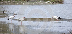 Storks in Salburua