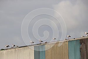 Storks and seagulls on the roof of garbage storages in alphen aan den Rijn.