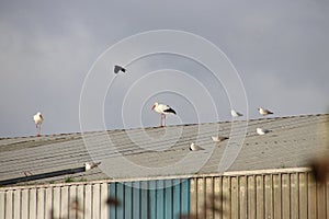 Storks and seagulls on the roof of garbage storages in alphen aan den Rijn.