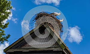 Storks sit in the nest on the roof in the summer