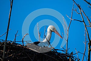 storks are sitting in their nest with blue sky as background