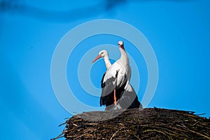 storks are sitting in their nest with blue sky as background