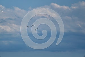 storks in the sky together flying