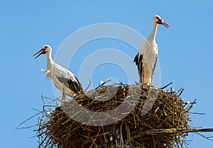 Storks stand in nest on top of pole or pillar in city, couple of white birds on blue sky background in summer. Wild stork family