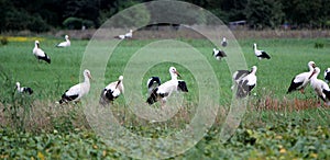 Storks standing in a green field