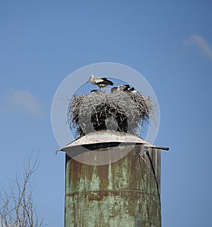 Storks standing and sitting in the nest nesting on a top of an old water tower, blue sky