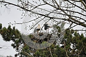 Storks in a stork nest in the tree top