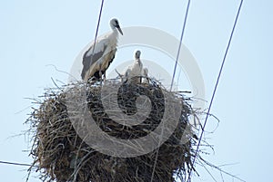 Storks in their nest, Armenia