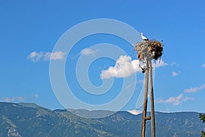 Storks in their nest in Rose Valley, Bulgaria