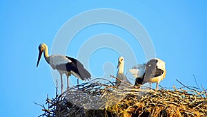 Storks in their nest in spring