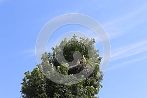 Storks are in their nest on the top of a tall tree.